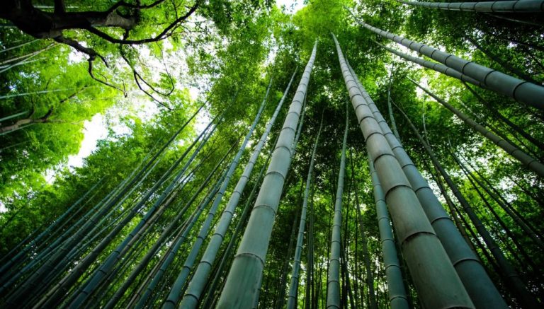 Nuestro termo bamboo está de - Café la Flor de Córdoba